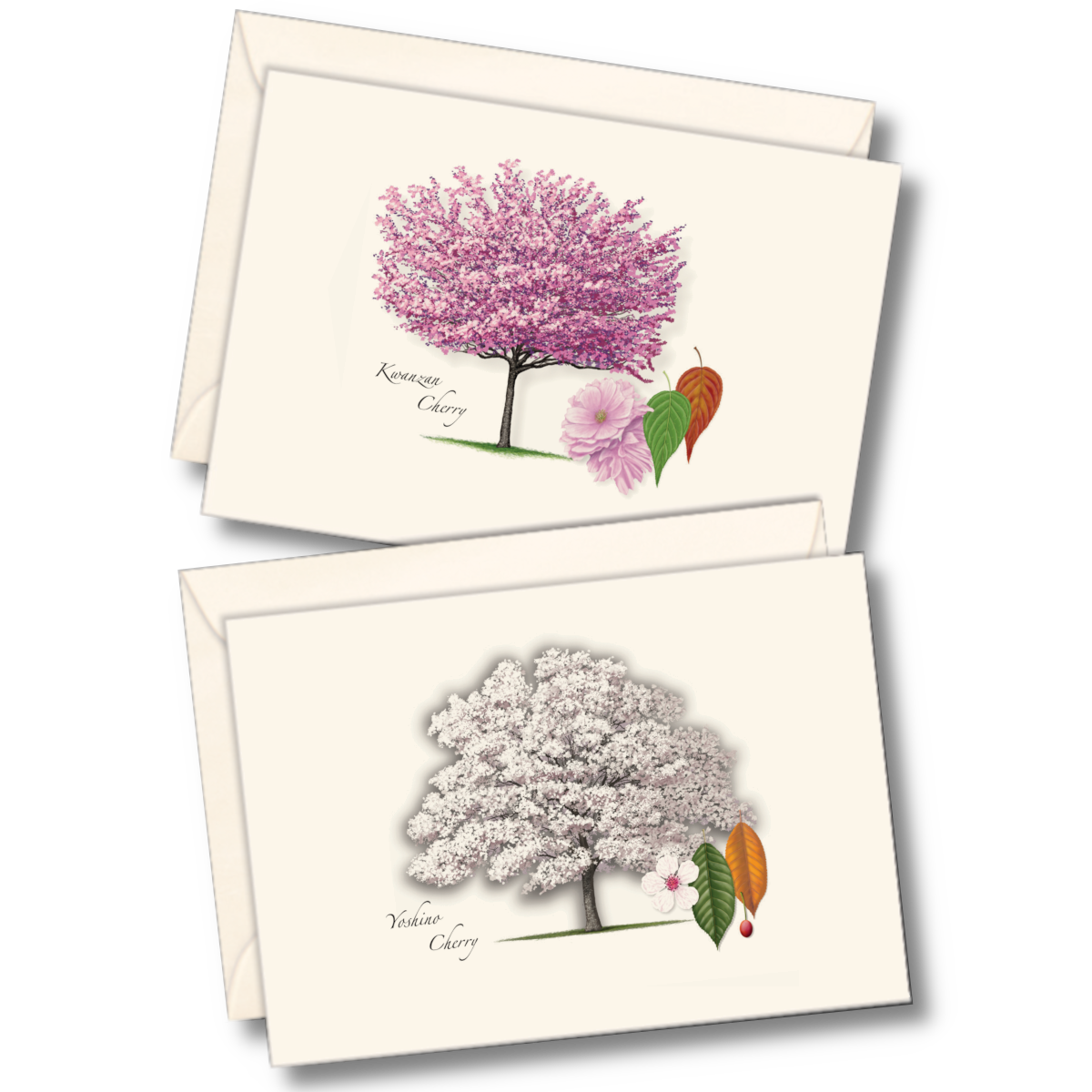 Cherry Tree Assortment Notecard Set